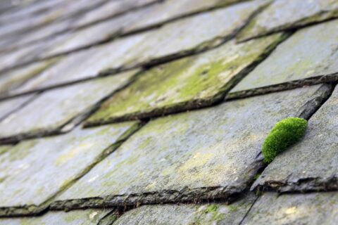 Roof Moss Removal Purfleet