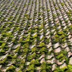 Moss Removal St Albans