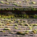 Roof Moss company near me Walthamstow
