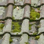 Moss Removal Company Harpenden
