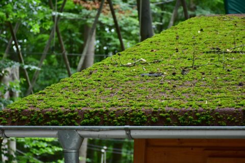 Purfleet Roof Moss Removal